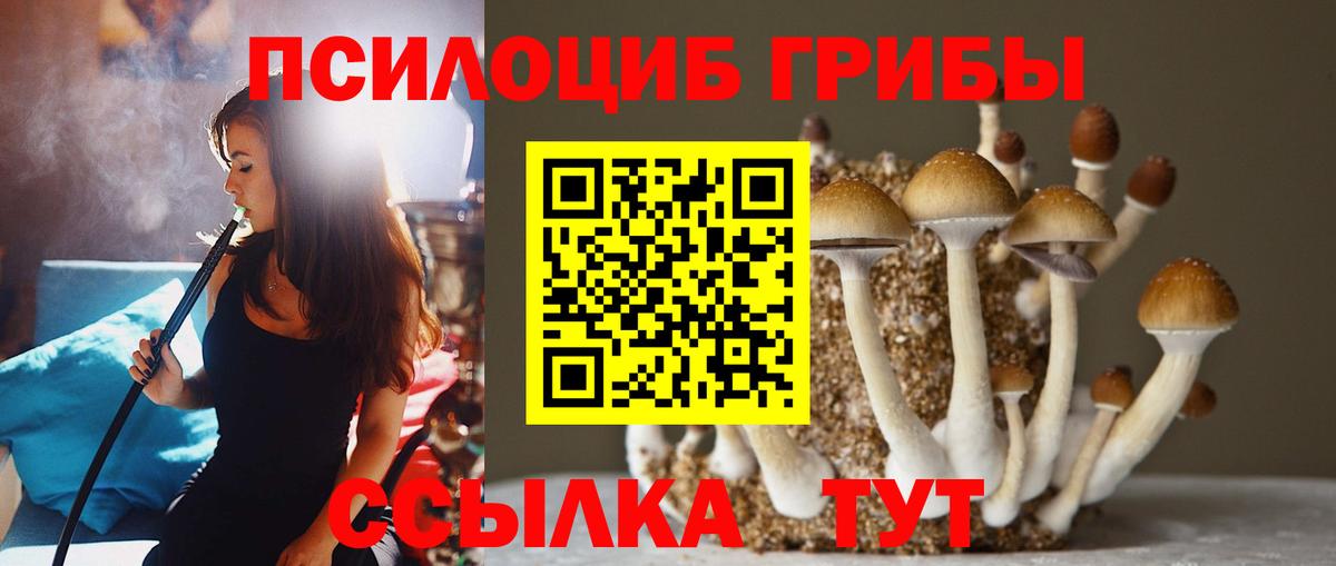 Галлюциногенные грибы Psilocybine cubensis Зеленогорск